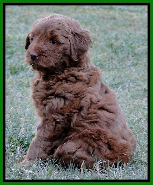 Dargus pups 6.5 wks old 6