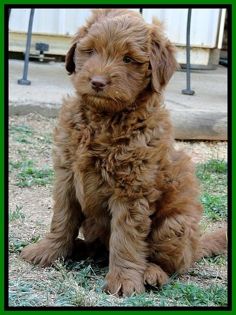 Dargus pups 7 wks old 2 (2)