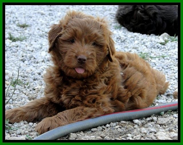 Dargus pups 7 wks old 3