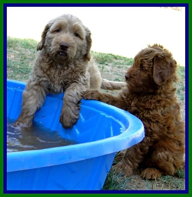 Dargus pups 7 wks old 4
