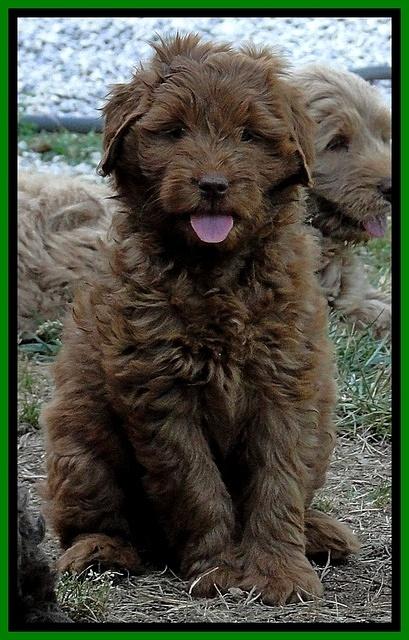 dargus pups 7 wks old 5