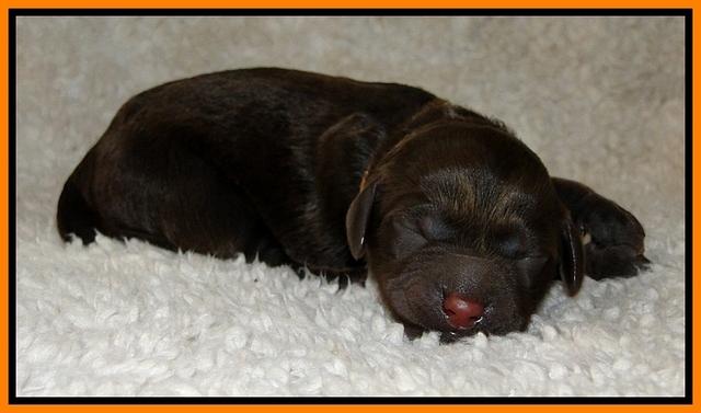 Dargus pups 1 day old 19