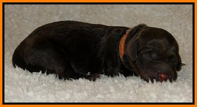 Dargus pups 1 day old 21