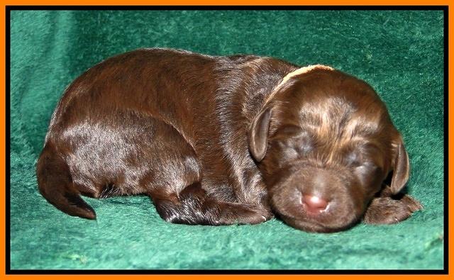 Dargus pups 1 wk old 19