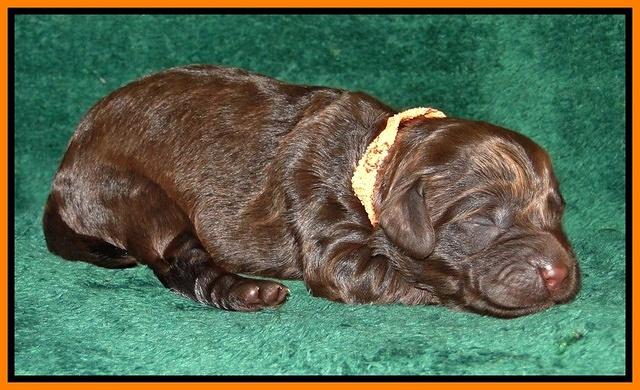 Dargus pups 1 wk old 21