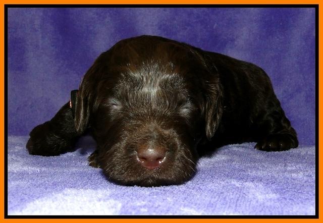 Dargus pups 2 wks old 23