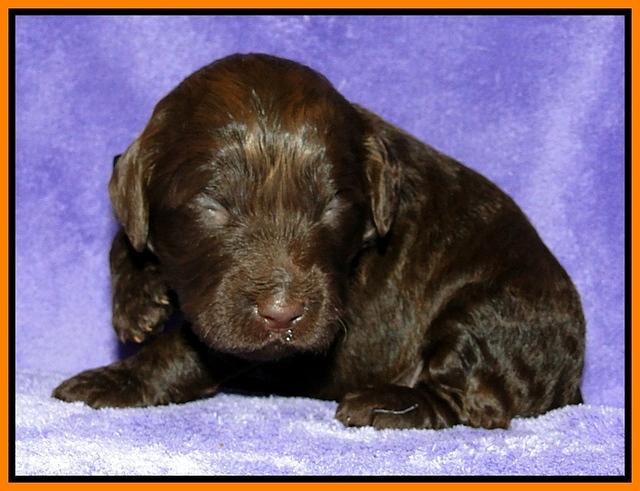 Dargus pups 2 wks old 24