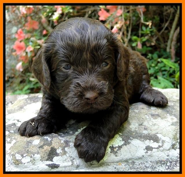 Dargus pups 3 wks old 28