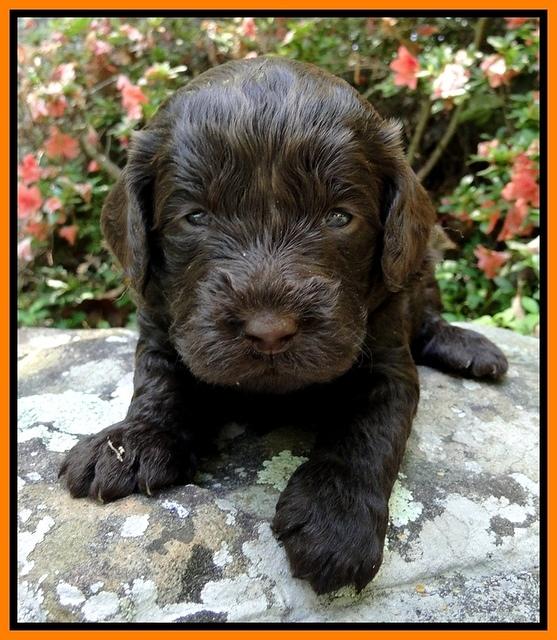 Dargus pups 3 wks old 29