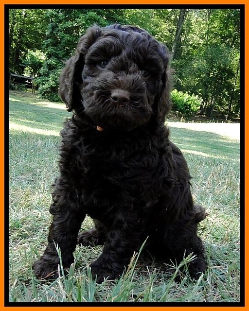 Dargus pups 6 wks old 22