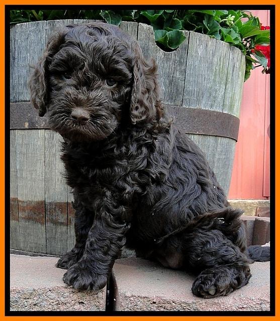 Dargus pups 6 wks old 25