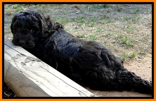 Dargus pups 6 wks old 31