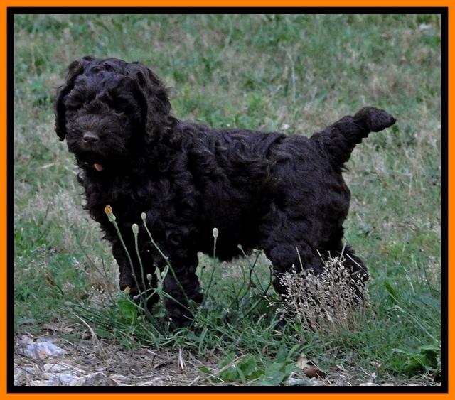 Dargus pups 6.5 wks old 7