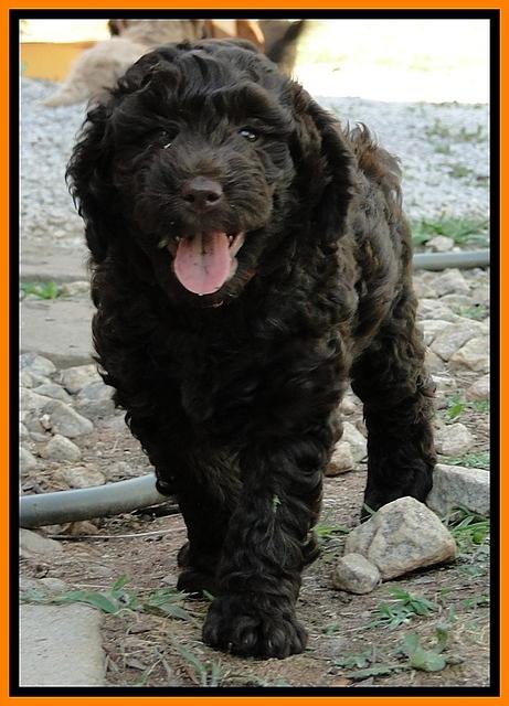 Dargus pups 7 wks old 16