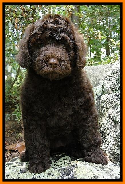 Dargus pups 8 wks old 21