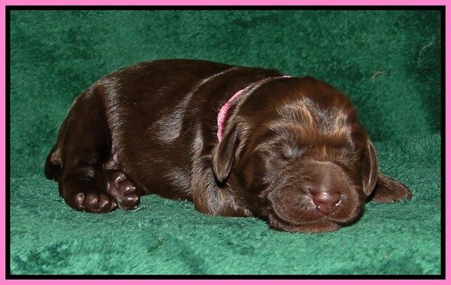 DArgus pups 1 wk old 4