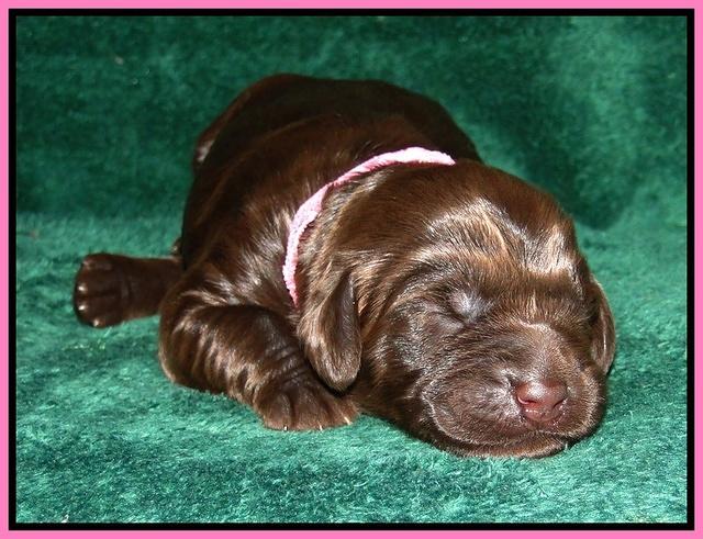 DArgus pups 1 wk old 6