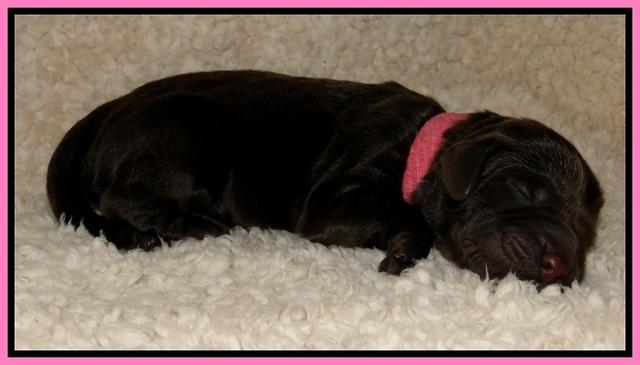 Dargus pups 1 day old 4