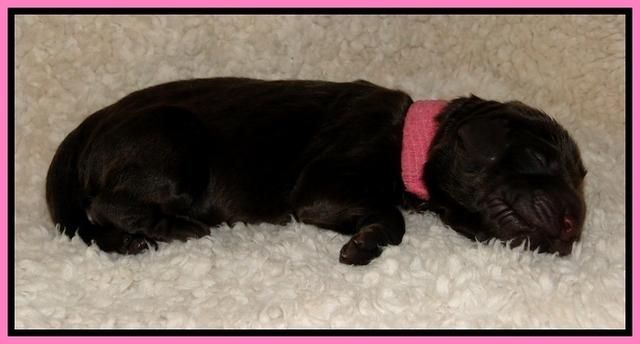 Dargus pups 1 day old 5