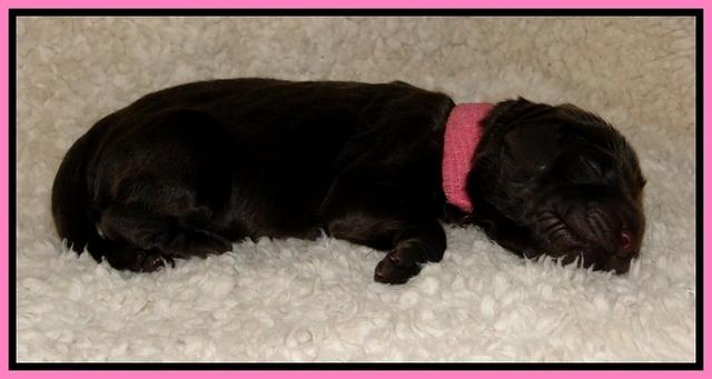 Dargus pups 1 day old 6