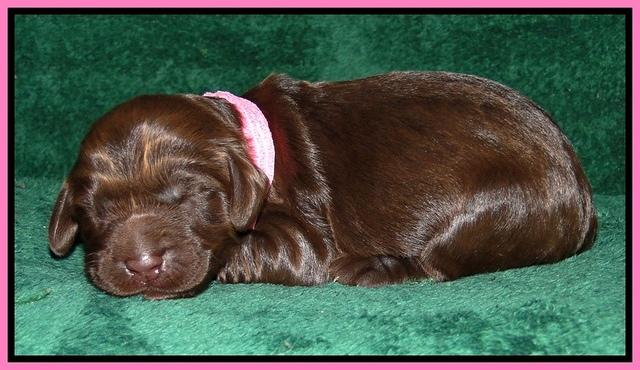 Dargus pups 1 wk old 5
