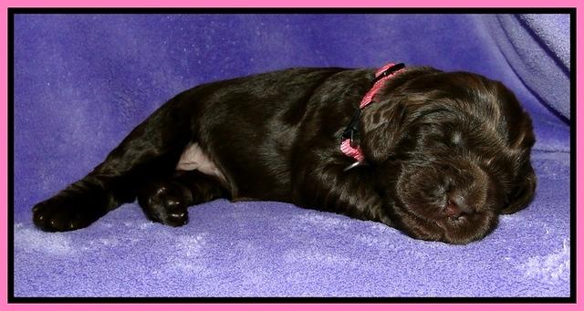 Dargus pups 2 wks old 6