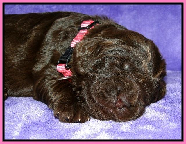 Dargus pups 2 wks old 8