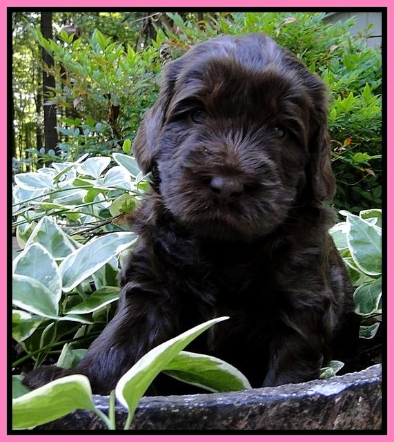 Dargus pups 4 wks old 5