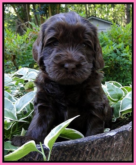 Dargus pups 4 wks old 6