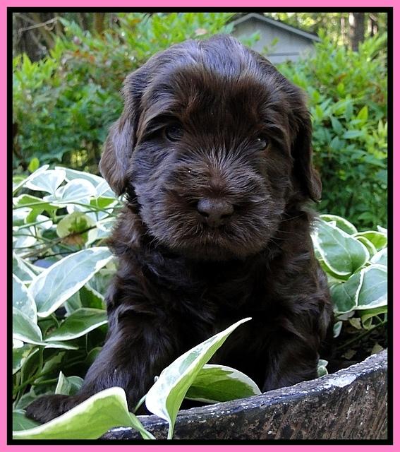 Dargus pups 4 wks old 7