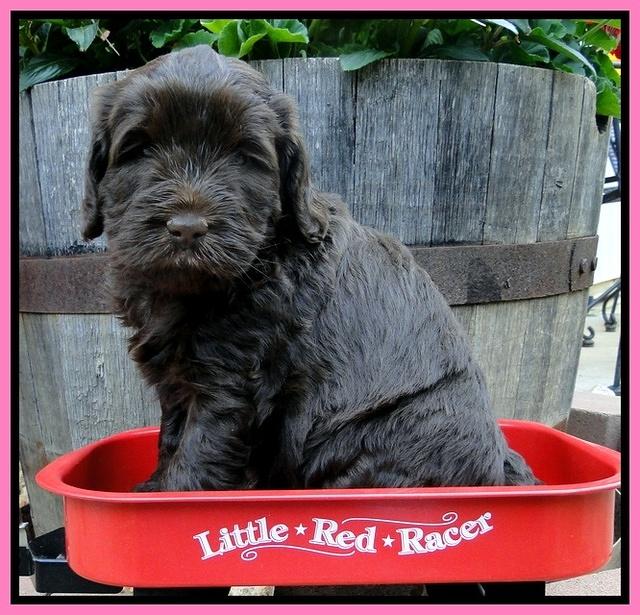 Dargus pups 5 wks old 40