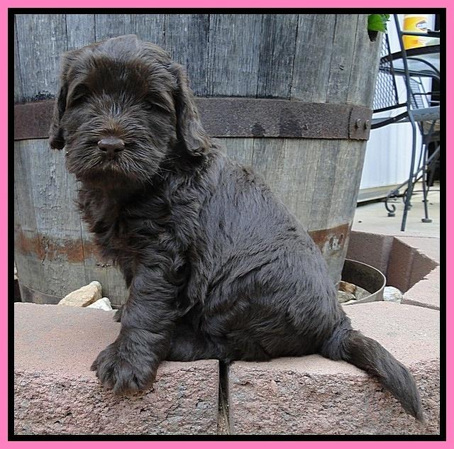 Dargus pups 5 wks old 7