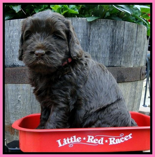 Dargus pups 5 wks old 8