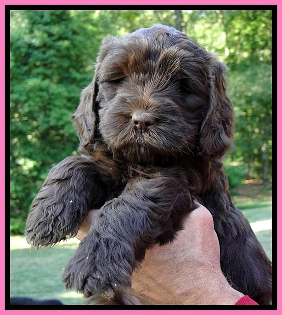 Dargus pups 6 wks old 18