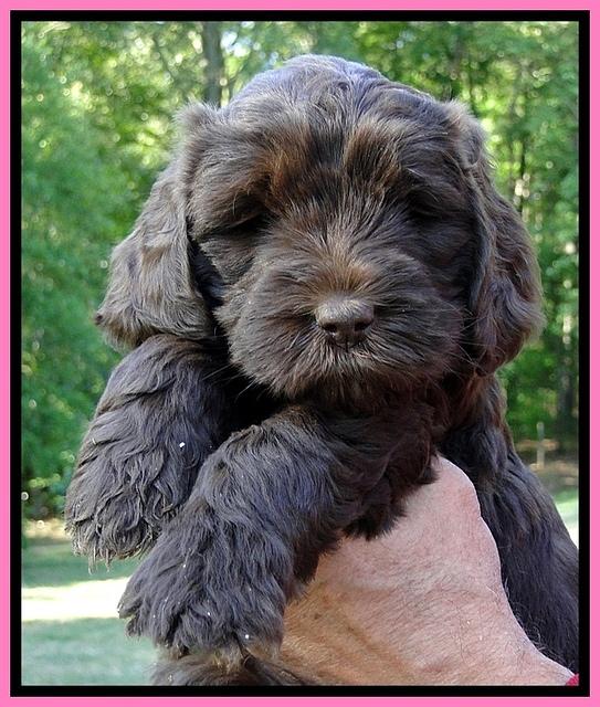 Dargus pups 6 wks old 20