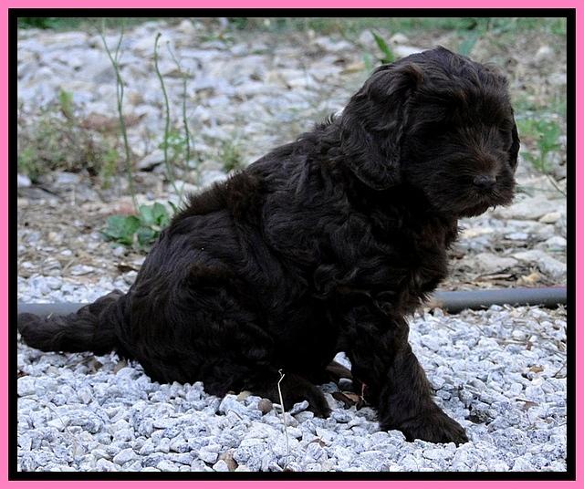 Dargus pups 6.5 wks old 13