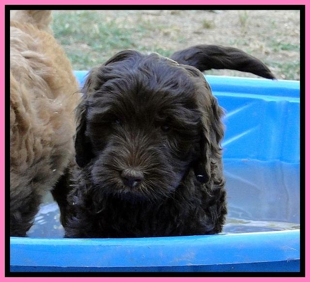 Dargus pups 7 wks old 18