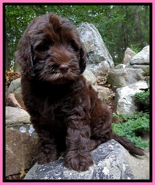 Dargus pups 8 wks old 7