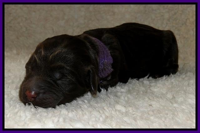 Dargus pups 1 day old 8