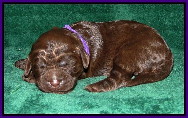 Dargus pups 1 wk old 7