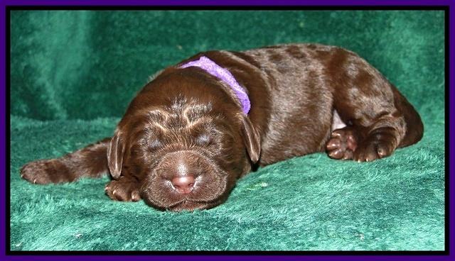Dargus pups 1 wk old 8