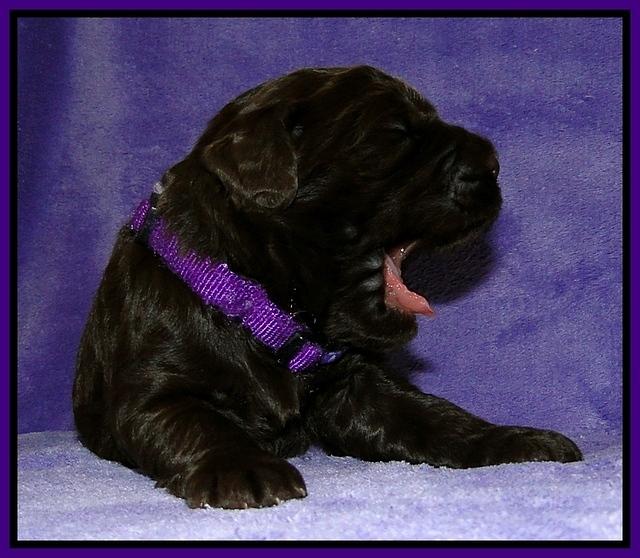 Dargus pups 2 wks old 11