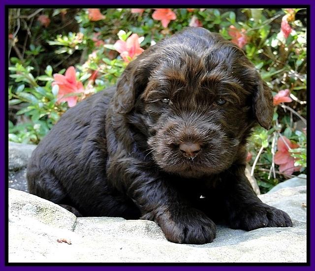 Dargus pups 3 wks old 7