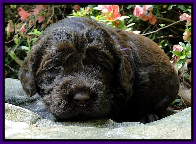 Dargus pups 3 wks old 8