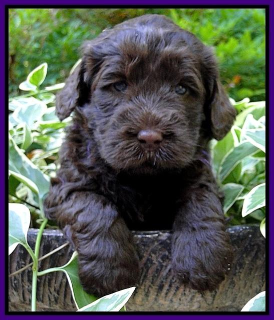 Dargus pups 4 wks old 10