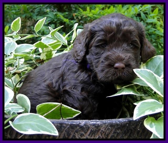 Dargus pups 4 wks old 8