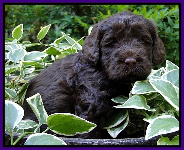 Dargus pups 4 wks old 9