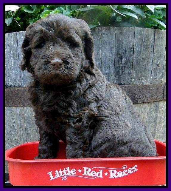 Dargus pups 5 wks old 25