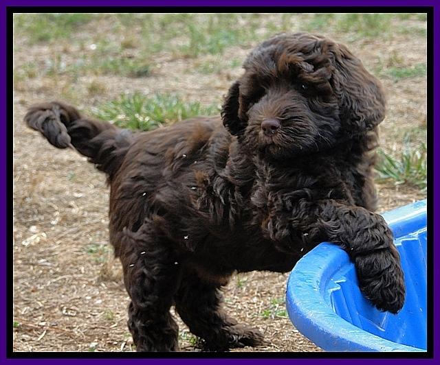 Dargus pups 7.5 wks 5