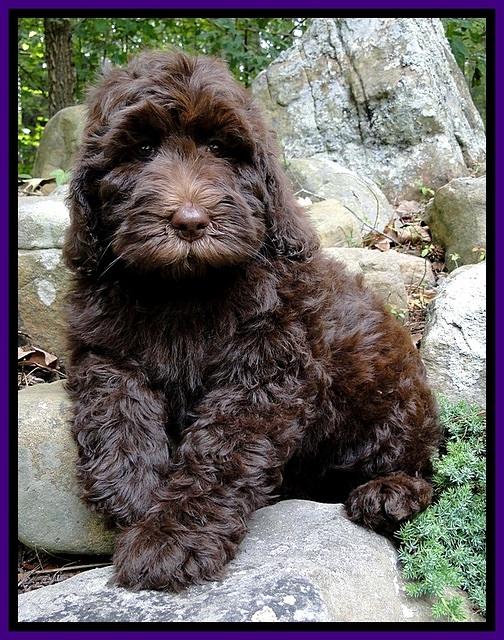 Dargus pups 9 wks old 1